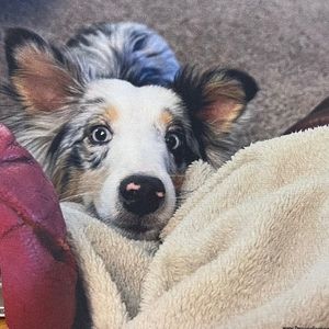 Meet your Posher, Carl